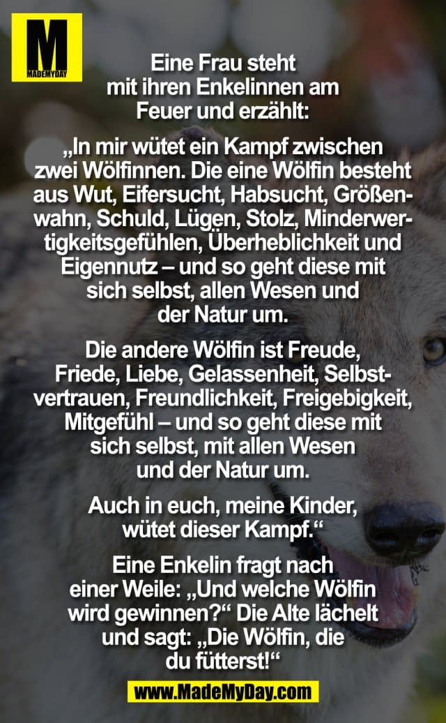 Eine Frau steht mit ihren Enkelinnen am Feuer und erzählt: "In mir wütend ein Kampf zwischen zwei Wölfinnen. Die eine Wölfin besteht aus Wut, Eifersucht, Habsucht, Größenwahn, Schuld, Lügen, Stolz, Minderwertigkeitsgefühlen, Überheblichkeit und Eigennutz – und so geht diese mit sich selbst, allen Wesen und der Natur um. Die andere Wölfin ist Freude, Friede, Liebe, Gelassenheit, Selbstvertrauen, Freundlichkeit, Freigebigkeit, Mitgefühl – und so geht diese mit sich selbst, mit allen Wesen und der Natur um. Auch in Euch, meine Kinder, wütet dieser Kampf."
Eine Enkelin fragt nach einer Weile: "Und welche Wölfin wird gewinnen?" Die Alte lächelt und sagt: "Die Wölfin, die du fütterst!" - Inspiration, Zitate & Sprüche | MadeMyDay | Jetzt entdecken & teilen Eine Frau steht mit ihren Enkelinnen am Feuer und erzählt: "In mir wütend ein Kampf zwischen zwei Wölfinnen. Die eine Wölfin besteht aus Wut, Eifersucht, Habsucht, Größenwahn, Schuld, Lügen, Stolz, Minderwertigkeitsgefühlen, Überheblichkeit und Eigennutz – und so geht diese mit sich selbst, allen Wesen und der Natur um. Die andere Wölfin ist Freude, Friede, Liebe, Gelassenheit, Selbstvertrauen, Freundlichkeit, Freigebigkeit, Mitgefühl – und so geht diese mit sich selbst, mit allen Wesen und der Natur um. Auch in Euch, meine Kinder, wütet dieser Kampf."
Eine Enkelin fragt nach einer Weile: "Und welche Wölfin wird gewinnen?" Die Alte lächelt und sagt: "Die Wölfin, die du fütterst!" - Inspirierendes Zitat mit Bild