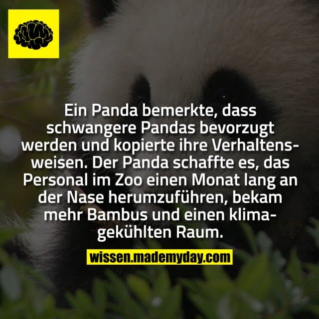 Ein Panda bemerkte, dass schwangere Pandas bevorzugt werden und kopierte ihre Verhaltensweisen. Der Panda schaffte es, das Personal im Zoo einen Monat lang an der Nase herumzuführen, bekam mehr Bambus und einen klimagekühlten Raum. - Inspiration, Zitate & Sprüche | MadeMyDay | Jetzt entdecken & teilen Ein Panda bemerkte, dass schwangere Pandas bevorzugt werden und kopierte ihre Verhaltensweisen. Der Panda schaffte es, das Personal im Zoo einen Monat lang an der Nase herumzuführen, bekam mehr Bambus und einen klimagekühlten Raum. - Inspirierendes Zitat mit Bild