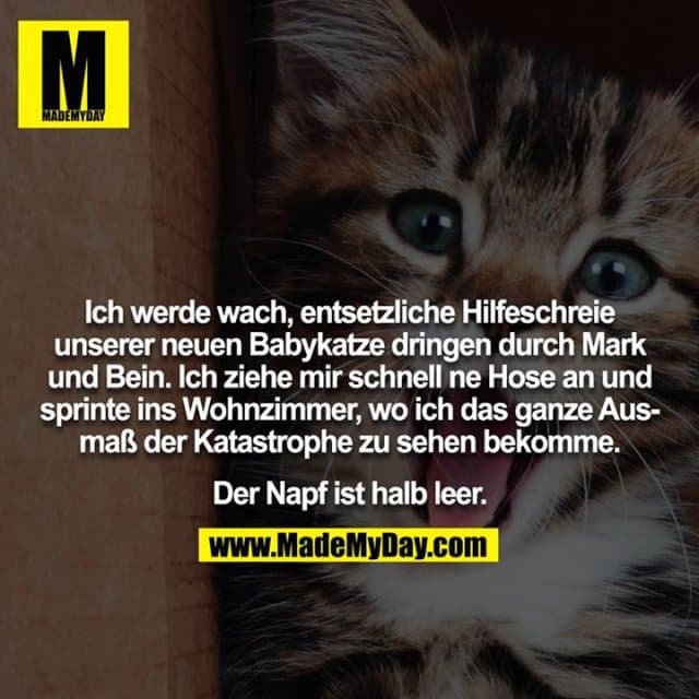 Ich werde wach, entsetzliche Hilfeschreie unserer neuen Babykatze dringen durch Mark und Bein. Ich ziehe mir schnell ne Hose an und sprinte ins Wohnzimmer, wo ich das ganze Ausmaß der Katastrophe zu sehen bekomme.
Der Napf ist halb leer. - Inspiration, Zitate & Sprüche | MadeMyDay | Jetzt entdecken & teilen Ich werde wach, entsetzliche Hilfeschreie unserer neuen Babykatze dringen durch Mark und Bein. Ich ziehe mir schnell ne Hose an und sprinte ins Wohnzimmer, wo ich das ganze Ausmaß der Katastrophe zu sehen bekomme.
Der Napf ist halb leer. - Inspirierendes Zitat mit Bild