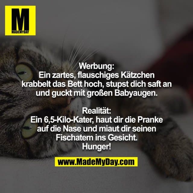Werbung:
Ein zartes, flauschiges Kätzchen krabbelt das Bett hoch, stupst dich saft an und guckt mit großen Babyaugen.
Realität:
Ein 6,5-Kilo-Kater, haut dir die Pranke auf die Nase und miaut dir seinen Fischatem ins Gesicht.
Hunger! - Inspiration, Zitate & Sprüche | MadeMyDay | Jetzt entdecken & teilen Werbung:
Ein zartes, flauschiges Kätzchen krabbelt das Bett hoch, stupst dich saft an und guckt mit großen Babyaugen.
Realität:
Ein 6,5-Kilo-Kater, haut dir die Pranke auf die Nase und miaut dir seinen Fischatem ins Gesicht.
Hunger! - Inspirierendes Zitat mit Bild