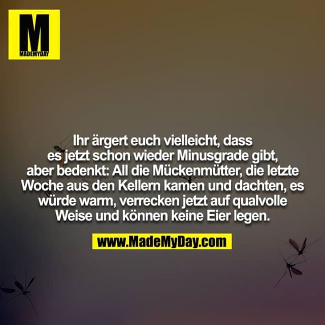 Ihr ärgert euch vielleicht, dass es jetzt schon wieder Minusgrade gibt, aber bedenkt: All die Mückenmütter, die letzte Woche aus den Kellern kamen und dachten, es würde warm, verrecken jetzt auf qualvolle Weise und können keine Eier legen. - Inspiration, Zitate & Sprüche | MadeMyDay | Jetzt entdecken & teilen Ihr ärgert euch vielleicht, dass es jetzt schon wieder Minusgrade gibt, aber bedenkt: All die Mückenmütter, die letzte Woche aus den Kellern kamen und dachten, es würde warm, verrecken jetzt auf qualvolle Weise und können keine Eier legen. - Inspirierendes Zitat mit Bild