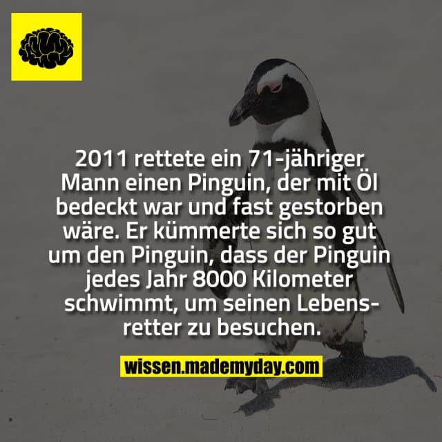 2011 rettete ein 71-jähriger Mann einen Pinguin, der mit Öl bedeckt war und fast gestorben wäre. Er kümmerte sich so gut um den Pinguin, dass der Pinguin jedes Jahr 8000 Kilometer schwimmt, um seinen Lebensretter zu besuchen. - Inspiration, Zitate & Sprüche | MadeMyDay | Jetzt entdecken & teilen 2011 rettete ein 71-jähriger Mann einen Pinguin, der mit Öl bedeckt war und fast gestorben wäre. Er kümmerte sich so gut um den Pinguin, dass der Pinguin jedes Jahr 8000 Kilometer schwimmt, um seinen Lebensretter zu besuchen. - Inspirierendes Zitat mit Bild