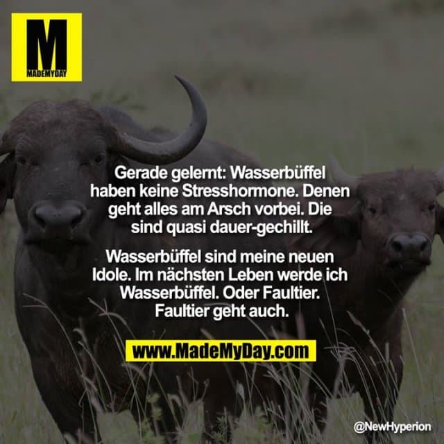 Gerade gelernt: Wasserbüffel haben keine Stresshormone.
Denen geht alles am Arsch vorbei. Die sind quasi dauer-gechillt.
Wasserbüffel sind meine neuen Idole.
Im nächsten Leben werde ich Wasserbüffel.
Oder Faultier. Faultier geht auch. - Inspiration, Zitate & Sprüche | MadeMyDay | Jetzt entdecken & teilen Gerade gelernt: Wasserbüffel haben keine Stresshormone.
Denen geht alles am Arsch vorbei. Die sind quasi dauer-gechillt.
Wasserbüffel sind meine neuen Idole.
Im nächsten Leben werde ich Wasserbüffel.
Oder Faultier. Faultier geht auch. - Inspirierendes Zitat mit Bild