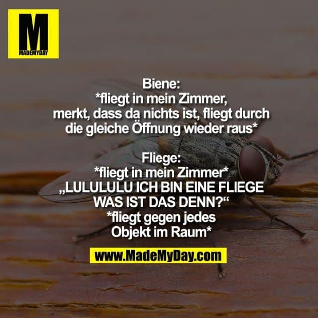 Biene:
*fliegt in mein Zimmer,
merkt, dass da nichts ist, fliegt durch
die gleiche Öffnung wieder raus*
Fliege:
*fliegt in mein Zimmer*
„LULULULU ICH BIN EINE FLIEGE
WAS IST DAS DENN?“
*fliegt gegen jedes
Objekt im Raum* - Inspiration, Zitate & Sprüche | MadeMyDay | Jetzt entdecken & teilen Biene:
*fliegt in mein Zimmer,
merkt, dass da nichts ist, fliegt durch
die gleiche Öffnung wieder raus*
Fliege:
*fliegt in mein Zimmer*
„LULULULU ICH BIN EINE FLIEGE
WAS IST DAS DENN?“
*fliegt gegen jedes
Objekt im Raum* - Inspirierendes Zitat mit Bild