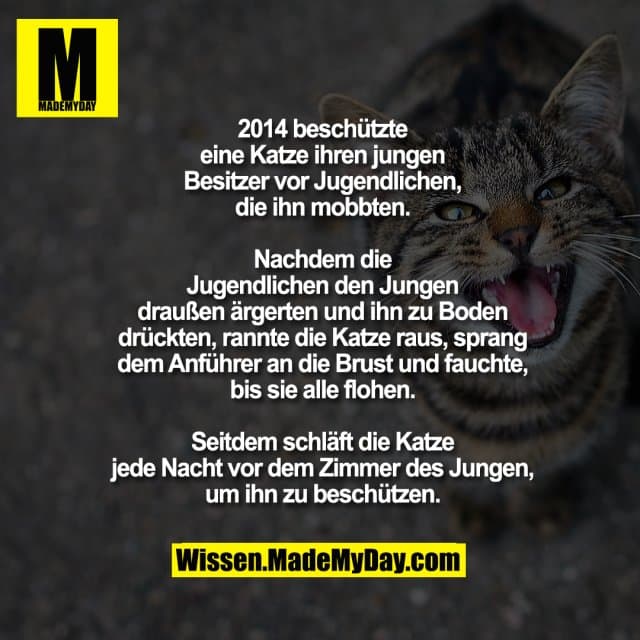 2014 beschützte eine Katze ihren jungen
Besitzer vor Jugendlichen, die ihn mobbten.
Nachdem die Jugendlichen den Jungen draußen
ärgerten und ihn zu Boden drückten, rannte die
Katze raus, sprang dem Anführer an die Brust
und fauchte, bis sie alle flohen. Seitdem schläft
die Katze jede Nacht vor dem Zimmer des
Jungen, um ihn zu beschützen. - Inspiration, Zitate & Sprüche | MadeMyDay | Jetzt entdecken & teilen 2014 beschützte eine Katze ihren jungen
Besitzer vor Jugendlichen, die ihn mobbten.
Nachdem die Jugendlichen den Jungen draußen
ärgerten und ihn zu Boden drückten, rannte die
Katze raus, sprang dem Anführer an die Brust
und fauchte, bis sie alle flohen. Seitdem schläft
die Katze jede Nacht vor dem Zimmer des
Jungen, um ihn zu beschützen. - Inspirierendes Zitat mit Bild