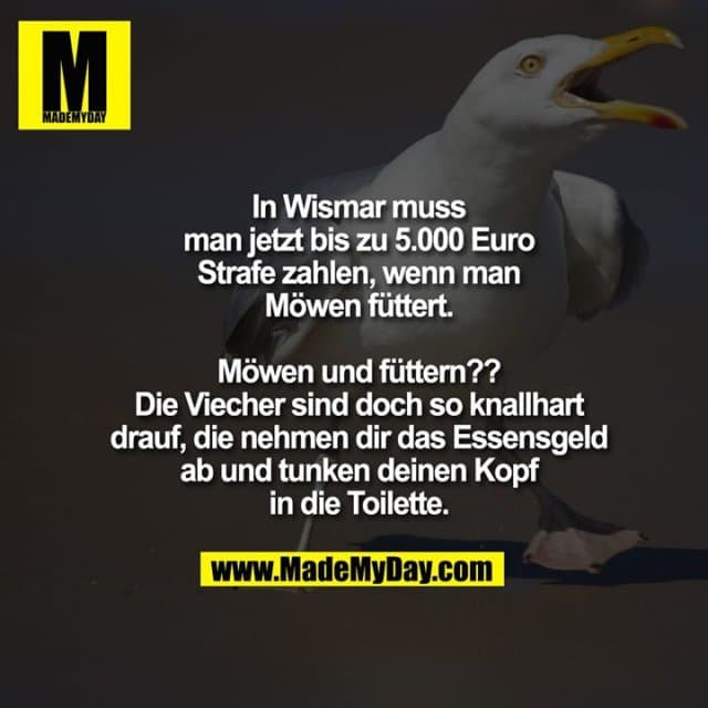 In Wismar muss man jetzt bis zu 5.000 Euro Strafe zahlen, wenn man Möwen füttert.
Möwen und füttern?? Die Viecher sind doch so knallhart drauf, die nehmen dir das Essensgeld ab und tunken deinen Kopf in die Toilette. - Inspiration, Zitate & Sprüche | MadeMyDay | Jetzt entdecken & teilen In Wismar muss man jetzt bis zu 5.000 Euro Strafe zahlen, wenn man Möwen füttert.
Möwen und füttern?? Die Viecher sind doch so knallhart drauf, die nehmen dir das Essensgeld ab und tunken deinen Kopf in die Toilette. - Inspirierendes Zitat mit Bild