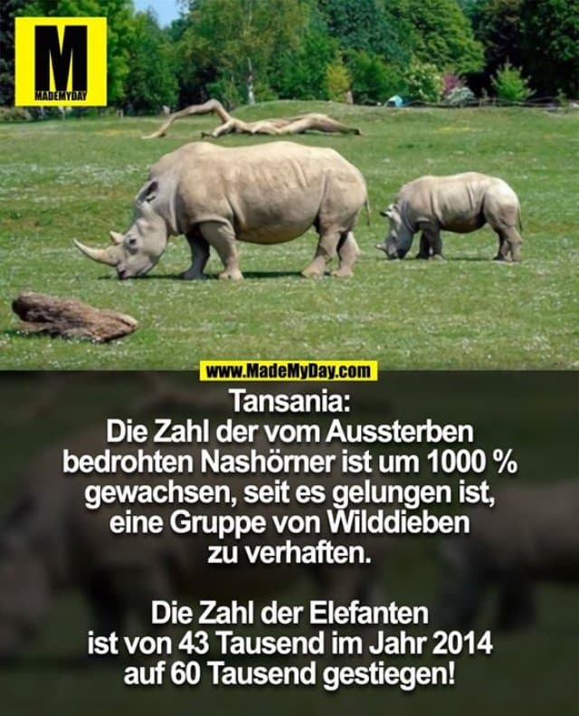 Tansania: Die Zahl der vom Aussterben
bedrohten Nashörner ist um 1000 %
gewachsen, seit es gelungen ist, eine
Gruppe von Wilddieben zu verhaften.
Die Zahl der Elefanten ist von 43 Tausend
im Jahr 2014 auf 60 Tausend gestiegen! - Inspiration, Zitate & Sprüche | MadeMyDay | Jetzt entdecken & teilen Tansania: Die Zahl der vom Aussterben
bedrohten Nashörner ist um 1000 %
gewachsen, seit es gelungen ist, eine
Gruppe von Wilddieben zu verhaften.
Die Zahl der Elefanten ist von 43 Tausend
im Jahr 2014 auf 60 Tausend gestiegen! - Inspirierendes Zitat mit Bild