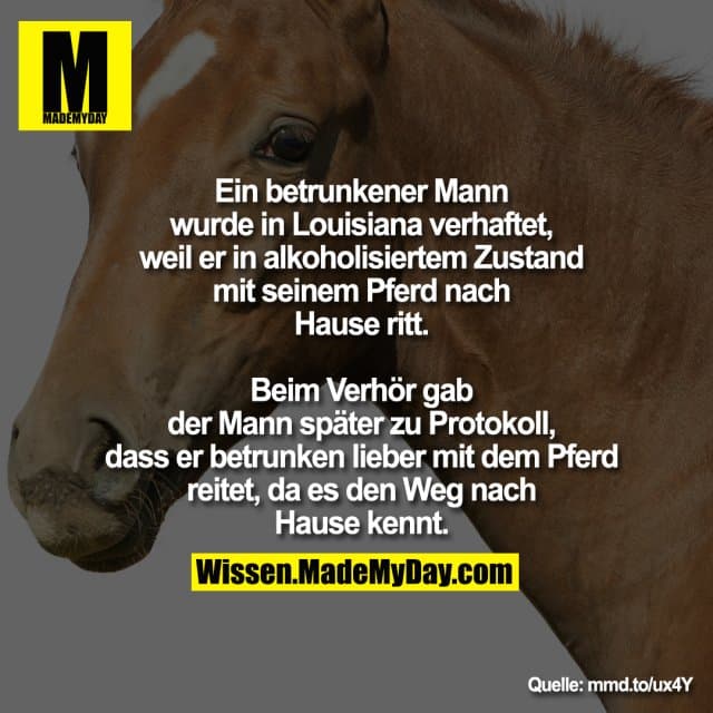 Ein betrunkener Mann wurde in Louisiana verhaftet, weil er in alkoholisiertem Zustand mit seinem Pferd nach Hause ritt.
Beim Verhör gab der Mann später zu Protokoll, dass er betrunken lieber mit dem Pferd reitet, da es den Weg nach Hause kennt. - Inspiration, Zitate & Sprüche | MadeMyDay | Jetzt entdecken & teilen Ein betrunkener Mann wurde in Louisiana verhaftet, weil er in alkoholisiertem Zustand mit seinem Pferd nach Hause ritt.
Beim Verhör gab der Mann später zu Protokoll, dass er betrunken lieber mit dem Pferd reitet, da es den Weg nach Hause kennt. - Inspirierendes Zitat mit Bild