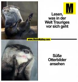 Lesen, was in der Welt Trauriges vor sich geht
Süße Otterbilder ansehen