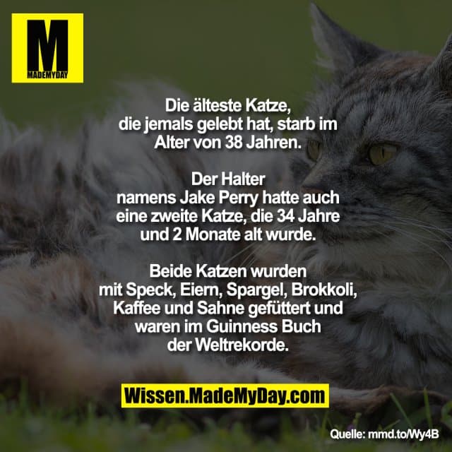 Die älteste Katze, die jemals gelebt hat,
starb im Alter von 38 Jahren. Der Halter
namens Jake Perry hatte auch eine
zweite Katze, die 34 Jahre und 2
Monate alt wurde. Beide Katzen wurden
mit Speck, Eiern, Spargel, Brokkoli,
Kaffee und Sahne gefüttert und waren
im Guinness Buch der Weltrekorde. - Inspiration, Zitate & Sprüche | MadeMyDay | Jetzt entdecken & teilen Die älteste Katze, die jemals gelebt hat,
starb im Alter von 38 Jahren. Der Halter
namens Jake Perry hatte auch eine
zweite Katze, die 34 Jahre und 2
Monate alt wurde. Beide Katzen wurden
mit Speck, Eiern, Spargel, Brokkoli,
Kaffee und Sahne gefüttert und waren
im Guinness Buch der Weltrekorde. - Inspirierendes Zitat mit Bild