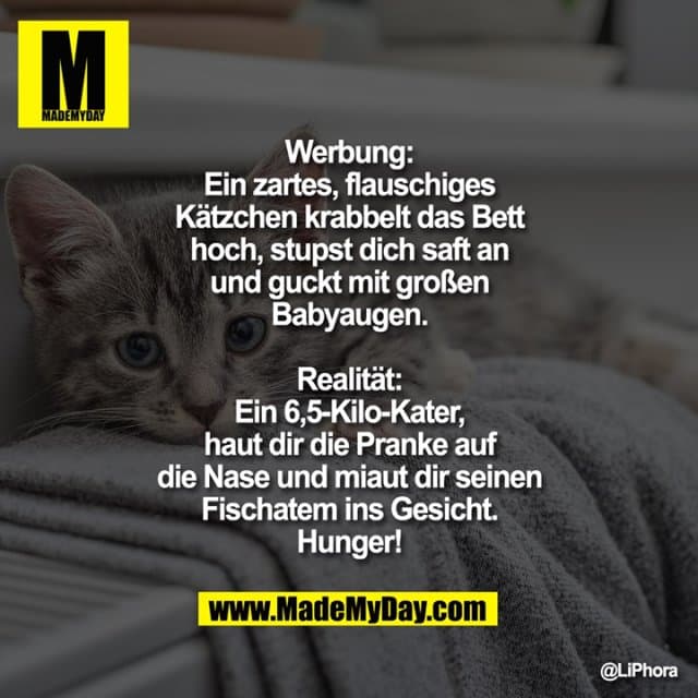 Werbung:
Ein zartes, flauschiges Kätzchen krabbelt das Bett hoch, stupst dich saft an und guckt mit großen Babyaugen.
Realität:
Ein 6,5-Kilo-Kater, haut dir die Pranke auf die Nase und miaut dir seinen Fischatem ins Gesicht.
Hunger! - Inspiration, Zitate & Sprüche | MadeMyDay | Jetzt entdecken & teilen Werbung:
Ein zartes, flauschiges Kätzchen krabbelt das Bett hoch, stupst dich saft an und guckt mit großen Babyaugen.
Realität:
Ein 6,5-Kilo-Kater, haut dir die Pranke auf die Nase und miaut dir seinen Fischatem ins Gesicht.
Hunger! - Inspirierendes Zitat mit Bild