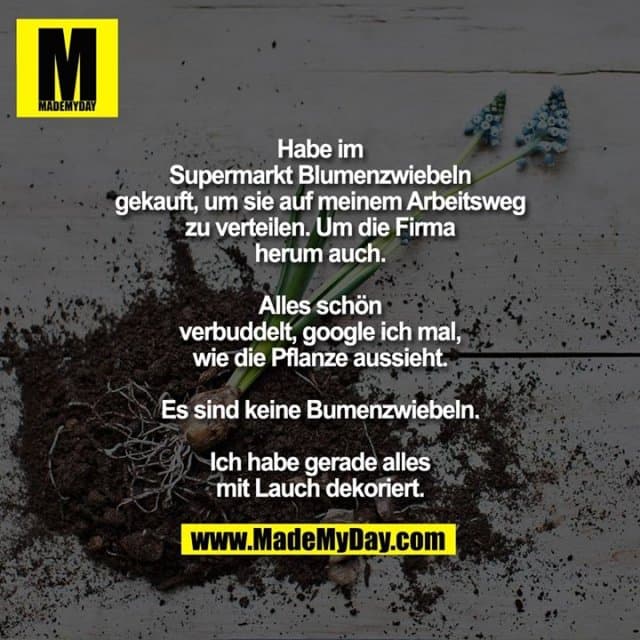 Habe im Supermarkt Blumenzwiebeln gekauft, um sie auf meinem Arbeitsweg zu verteilen.
Um die Firma herum auch.
Alles schön verbuddelt, google ich mal, wie die Pflanze aussieht.
Es sind keine Blumenzwiebeln.
Ich habe gerade alles mit Lauch dekoriert. - Inspiration, Zitate & Sprüche | MadeMyDay | Jetzt entdecken & teilen Habe im Supermarkt Blumenzwiebeln gekauft, um sie auf meinem Arbeitsweg zu verteilen.
Um die Firma herum auch.
Alles schön verbuddelt, google ich mal, wie die Pflanze aussieht.
Es sind keine Blumenzwiebeln.
Ich habe gerade alles mit Lauch dekoriert. - Inspirierendes Zitat mit Bild