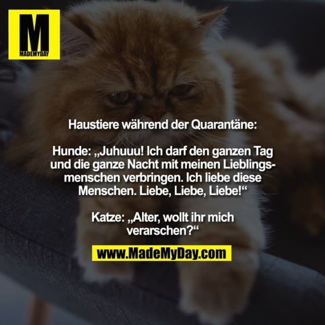 Haustiere während der Quarantäne:
Hunde: „Juhuuu! Ich darf den ganzen Tag und die ganze Nacht mit meinen Lieblingsmenschen verbringen. Ich liebe diese Menschen. Liebe, Liebe, Liebe!“
Katze: „Alter, wollt ihr mich verarschen?“ - Inspiration, Zitate & Sprüche | MadeMyDay | Jetzt entdecken & teilen Haustiere während der Quarantäne:
Hunde: „Juhuuu! Ich darf den ganzen Tag und die ganze Nacht mit meinen Lieblingsmenschen verbringen. Ich liebe diese Menschen. Liebe, Liebe, Liebe!“
Katze: „Alter, wollt ihr mich verarschen?“ - Inspirierendes Zitat mit Bild