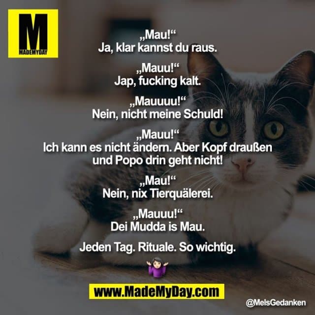 „Mau!“
„Ja, klar kannst du raus.“
„Mauu!“
„Jap, fucking kalt.“
„Mauuuu!“
„Nein, nicht meine Schuld!“
„Mauu!“
„Ich kann es nicht ändern. Aber Kopf draußen und Popo drin geht nicht!“
„Mau!“
„Nein, nix Tierquälerei.“
„Mauuu!“
„Dei Mudda is Mau.“
Jeden Tag. Rituale. So wichtig. � - Inspiration, Zitate & Sprüche | MadeMyDay | Jetzt entdecken & teilen „Mau!“
„Ja, klar kannst du raus.“
„Mauu!“
„Jap, fucking kalt.“
„Mauuuu!“
„Nein, nicht meine Schuld!“
„Mauu!“
„Ich kann es nicht ändern. Aber Kopf draußen und Popo drin geht nicht!“
„Mau!“
„Nein, nix Tierquälerei.“
„Mauuu!“
„Dei Mudda is Mau.“
Jeden Tag. Rituale. So wichtig. � - Inspirierendes Zitat mit Bild