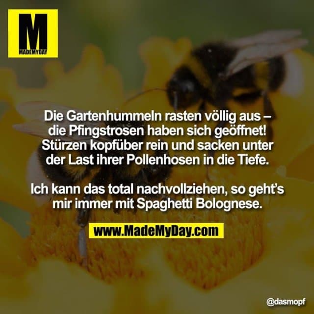 Die Gartenhummeln rasten völlig aus – die Pfingstrosen haben sich geöffnet! Stürzen kopfüber rein und sacken unter der Last ihrer Pollenhosen in die Tiefe.
Ich kann das total nachvollziehen, so geht’s
mir immer mit Spaghetti Bolognese. - Inspiration, Zitate & Sprüche | MadeMyDay | Jetzt entdecken & teilen Die Gartenhummeln rasten völlig aus – die Pfingstrosen haben sich geöffnet! Stürzen kopfüber rein und sacken unter der Last ihrer Pollenhosen in die Tiefe.
Ich kann das total nachvollziehen, so geht’s
mir immer mit Spaghetti Bolognese. - Inspirierendes Zitat mit Bild