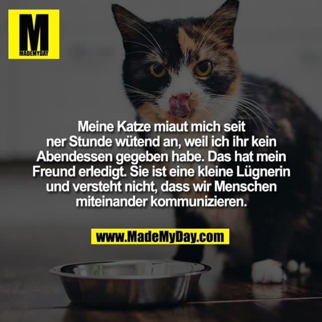 Meine Katze miaut mich seit ner Stunde wütend an, weil ich ihr kein Abendessen gegeben habe. Das hat mein Freund erledigt. Sie ist eine kleine Lügnerin und versteht nicht, dass wir Menschen miteinander kommunizieren. - Inspiration, Zitate & Sprüche | MadeMyDay | Jetzt entdecken & teilen Meine Katze miaut mich seit ner Stunde wütend an, weil ich ihr kein Abendessen gegeben habe. Das hat mein Freund erledigt. Sie ist eine kleine Lügnerin und versteht nicht, dass wir Menschen miteinander kommunizieren. - Inspirierendes Zitat mit Bild