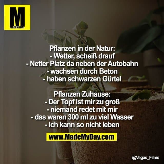 Pflanzen in der Natur:
- Wetter scheiß drauf
- Netter Platz da neben der Autobahn
- wachsen durch Beton
- haben schwarzen Gürtel
Pflanzen Zuhause:
- Der Topf ist mir zu groß
- niemand redet mit mir
- das waren 300 ml zu viel Wasser
- Ich kann so nicht leben - Inspiration, Zitate & Sprüche | MadeMyDay | Jetzt entdecken & teilen Pflanzen in der Natur:
- Wetter scheiß drauf
- Netter Platz da neben der Autobahn
- wachsen durch Beton
- haben schwarzen Gürtel
Pflanzen Zuhause:
- Der Topf ist mir zu groß
- niemand redet mit mir
- das waren 300 ml zu viel Wasser
- Ich kann so nicht leben - Inspirierendes Zitat mit Bild