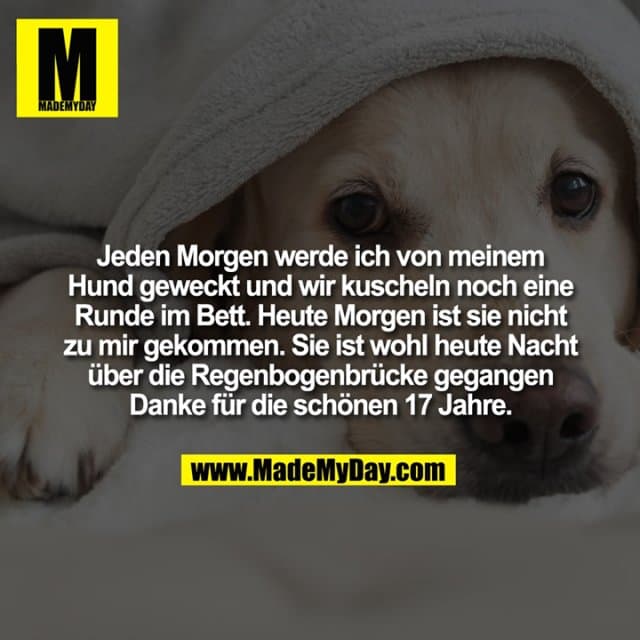 Jeden Morgen werde ich von meinem Hund geweckt und wir kuscheln noch eine Runde im Bett. Heute Morgen ist sie nicht zu mir gekommen. Sie ist wohl heute Nacht über die Regenbogenbrücke gegangen
Danke für die schönen 17 Jahre. - Inspiration, Zitate & Sprüche | MadeMyDay | Jetzt entdecken & teilen Jeden Morgen werde ich von meinem Hund geweckt und wir kuscheln noch eine Runde im Bett. Heute Morgen ist sie nicht zu mir gekommen. Sie ist wohl heute Nacht über die Regenbogenbrücke gegangen
Danke für die schönen 17 Jahre. - Inspirierendes Zitat mit Bild