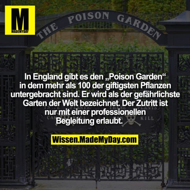 In England gibt es den „Poison Garden“ in dem mehr als 100 der giftigsten Pflanzen untergebracht sind. Er wird als der gefährlichste Garten der Welt bezeichnet. Der Zutritt ist nur mit einer professionellen Begleitung erlaubt. - Inspiration, Zitate & Sprüche | MadeMyDay | Jetzt entdecken & teilen In England gibt es den „Poison Garden“ in dem mehr als 100 der giftigsten Pflanzen untergebracht sind. Er wird als der gefährlichste Garten der Welt bezeichnet. Der Zutritt ist nur mit einer professionellen Begleitung erlaubt. - Inspirierendes Zitat mit Bild