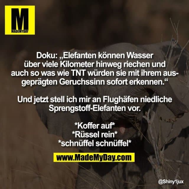 Doku: „Elefanten können Wasser über viele Kilometer hinweg riechen und auch so was wie TNT würden sie mit ihrem ausgeprägten Geruchssinn sofort erkennen.“
Und jetzt stell ich mir an Flughäfen niedliche
Sprengstoff-Elefanten vor.
*Koffer auf*
*Rüssel rein*
*schnüffel schnüffel* - Inspiration, Zitate & Sprüche | MadeMyDay | Jetzt entdecken & teilen Doku: „Elefanten können Wasser über viele Kilometer hinweg riechen und auch so was wie TNT würden sie mit ihrem ausgeprägten Geruchssinn sofort erkennen.“
Und jetzt stell ich mir an Flughäfen niedliche
Sprengstoff-Elefanten vor.
*Koffer auf*
*Rüssel rein*
*schnüffel schnüffel* - Inspirierendes Zitat mit Bild