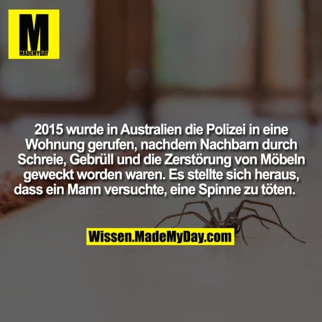 2015 wurde in Australien die Polizei in eine Wohnung gerufen, nachdem Nachbarn durch Schreie, Gebrüll und die Zerstörung von Möbeln geweckt worden waren. Es stellte sich heraus, dass ein Mann versuchte, eine Spinne zu töten. - Inspiration, Zitate & Sprüche | MadeMyDay | Jetzt entdecken & teilen 2015 wurde in Australien die Polizei in eine Wohnung gerufen, nachdem Nachbarn durch Schreie, Gebrüll und die Zerstörung von Möbeln geweckt worden waren. Es stellte sich heraus, dass ein Mann versuchte, eine Spinne zu töten. - Inspirierendes Zitat mit Bild