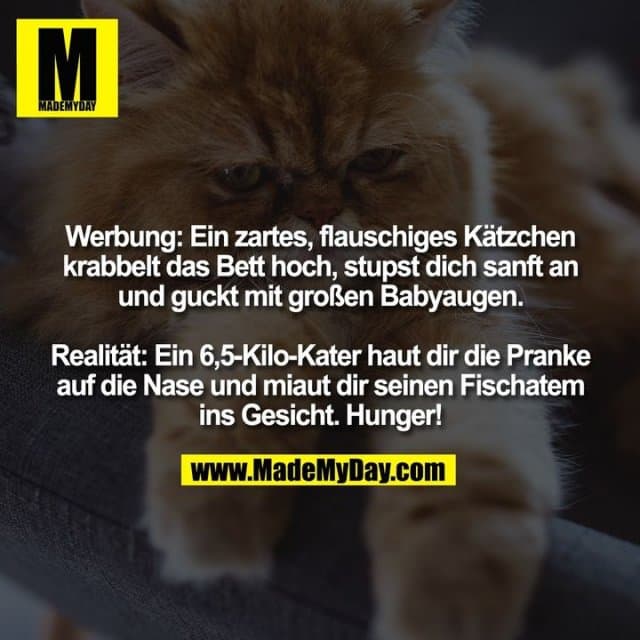 Werbung: Ein zartes, flauschiges Kätzchen krabbelt das Bett hoch, stupst dich sanft an und guckt mit großen Babyaugen. Realität: Ein 6,5-Kilo-Kater haut dir die Pranke auf die Nase und miaut dir seinen Fischatem ins Gesicht. Hunger! - Inspiration, Zitate & Sprüche | MadeMyDay | Jetzt entdecken & teilen Werbung: Ein zartes, flauschiges Kätzchen krabbelt das Bett hoch, stupst dich sanft an und guckt mit großen Babyaugen. Realität: Ein 6,5-Kilo-Kater haut dir die Pranke auf die Nase und miaut dir seinen Fischatem ins Gesicht. Hunger! - Inspirierendes Zitat mit Bild