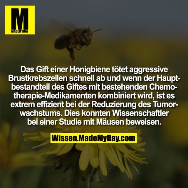 Das Gift einer Honigbiene tötet aggressive Brustkrebszellen schnell ab und wenn der Hauptbestandteil des Giftes mit bestehenden Chemotherapie-Medikamenten kombiniert wird, ist es extrem effizient bei der Reduzierung des Tumorwachstums. Dies konnten Wissenschaftler bei einer Studie mit Mäusen beweisen. - Inspiration, Zitate & Sprüche | MadeMyDay | Jetzt entdecken & teilen Das Gift einer Honigbiene tötet aggressive Brustkrebszellen schnell ab und wenn der Hauptbestandteil des Giftes mit bestehenden Chemotherapie-Medikamenten kombiniert wird, ist es extrem effizient bei der Reduzierung des Tumorwachstums. Dies konnten Wissenschaftler bei einer Studie mit Mäusen beweisen. - Inspirierendes Zitat mit Bild