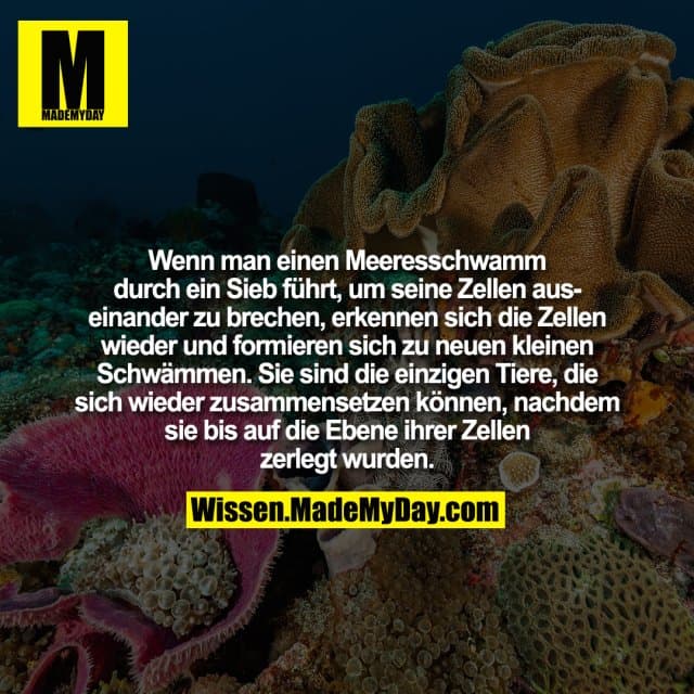 Wenn man einen Meeresschwamm durch ein Sieb führt, um seine Zellen auseinander zu brechen, erkennen sich die Zellen wieder und formieren sich zu neuen kleinen Schwämmen. Sie sind die einzigen Tiere, die sich wieder zusammensetzen können, nachdem sie bis auf die Ebene ihrer Zellen zerlegt wurden. - Inspiration, Zitate & Sprüche | MadeMyDay | Jetzt entdecken & teilen Wenn man einen Meeresschwamm durch ein Sieb führt, um seine Zellen auseinander zu brechen, erkennen sich die Zellen wieder und formieren sich zu neuen kleinen Schwämmen. Sie sind die einzigen Tiere, die sich wieder zusammensetzen können, nachdem sie bis auf die Ebene ihrer Zellen zerlegt wurden. - Inspirierendes Zitat mit Bild