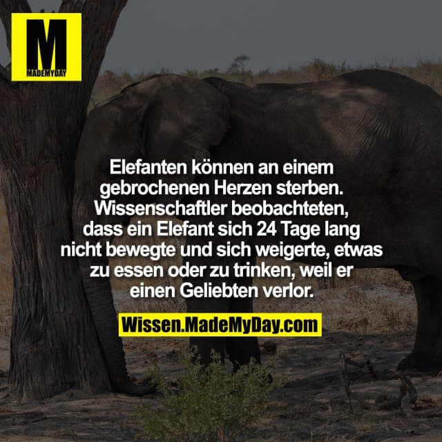 Elefanten können an einem gebrochenen Herzen sterben. Wissenschaftler beobachteten, dass ein Elefant sich 24 Tage lang nicht bewegte und sich weigerte, etwas zu essen oder zu trinken, weil er einen Geliebten verlor. - Inspiration, Zitate & Sprüche | MadeMyDay | Jetzt entdecken & teilen Elefanten können an einem gebrochenen Herzen sterben. Wissenschaftler beobachteten, dass ein Elefant sich 24 Tage lang nicht bewegte und sich weigerte, etwas zu essen oder zu trinken, weil er einen Geliebten verlor. - Inspirierendes Zitat mit Bild