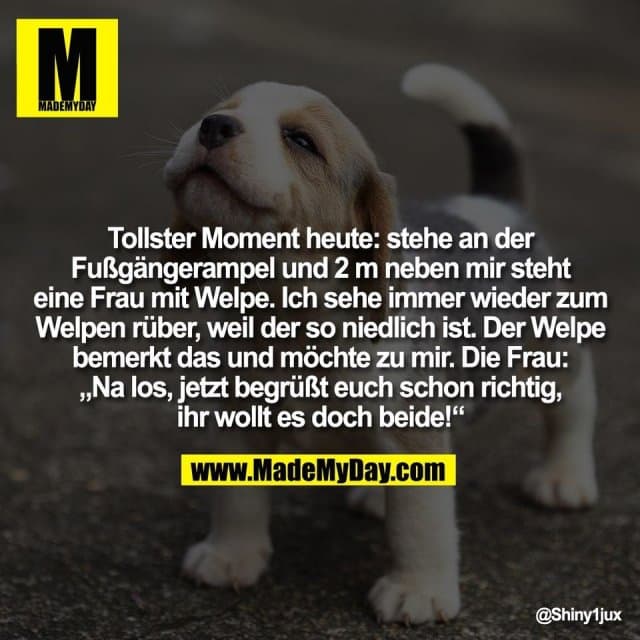 Tollster Moment heute: stehe an der
Fußgängerampel und 2 m neben mir steht
eine Frau mit Welpe. Ich sehe immer wieder zum
Welpen rüber, weil der so niedlich ist. Der Welpe
bemerkt das und möchte zu mir. Die Frau:
„Na los, jetzt begrüßt euch schon richtig,
ihr wollt es doch beide!“ - Inspiration, Zitate & Sprüche | MadeMyDay | Jetzt entdecken & teilen Tollster Moment heute: stehe an der
Fußgängerampel und 2 m neben mir steht
eine Frau mit Welpe. Ich sehe immer wieder zum
Welpen rüber, weil der so niedlich ist. Der Welpe
bemerkt das und möchte zu mir. Die Frau:
„Na los, jetzt begrüßt euch schon richtig,
ihr wollt es doch beide!“ - Inspirierendes Zitat mit Bild