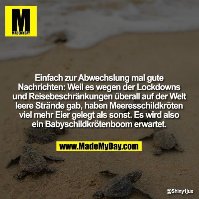 Einfach zur Abwechslung mal gute
Nachrichten: Weil es wegen der Lockdowns
und Reisebeschränkungen überall auf der Welt
leere Strände gab, haben Meeresschildkröten
viel mehr Eier gelegt als sonst. Es wird also
ein Babyschildkrötenboom erwartet. - Inspiration, Zitate & Sprüche | MadeMyDay | Jetzt entdecken & teilen Einfach zur Abwechslung mal gute
Nachrichten: Weil es wegen der Lockdowns
und Reisebeschränkungen überall auf der Welt
leere Strände gab, haben Meeresschildkröten
viel mehr Eier gelegt als sonst. Es wird also
ein Babyschildkrötenboom erwartet. - Inspirierendes Zitat mit Bild