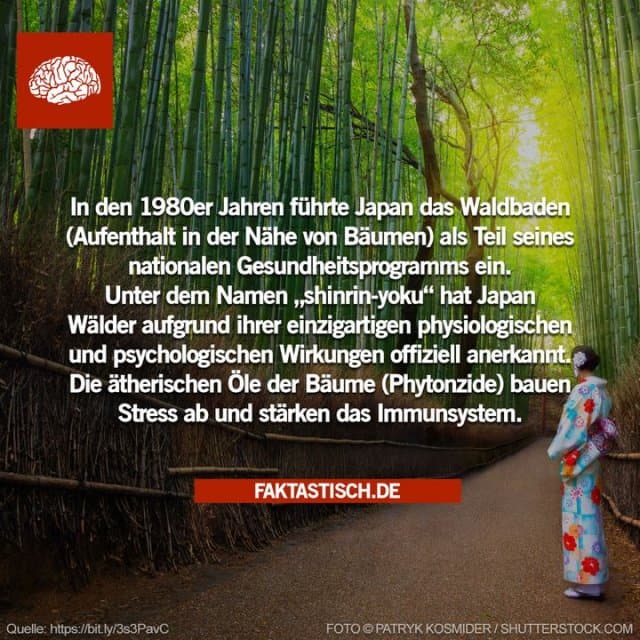 In Japan hat die Forest Bathing Society eine Website eingerichtet, auf der 62 Wälder aufgelistet sind, die als optimale Umgebung für „Shinrin Yoku“ gelten und über ausgeschilderte Therapiestraßen oder Pfade verfügen ☺️ - Inspiration, Zitate & Sprüche | MadeMyDay | Jetzt entdecken & teilen In Japan hat die Forest Bathing Society eine Website eingerichtet, auf der 62 Wälder aufgelistet sind, die als optimale Umgebung für „Shinrin Yoku“ gelten und über ausgeschilderte Therapiestraßen oder Pfade verfügen ☺️ - Inspirierendes Zitat mit Bild