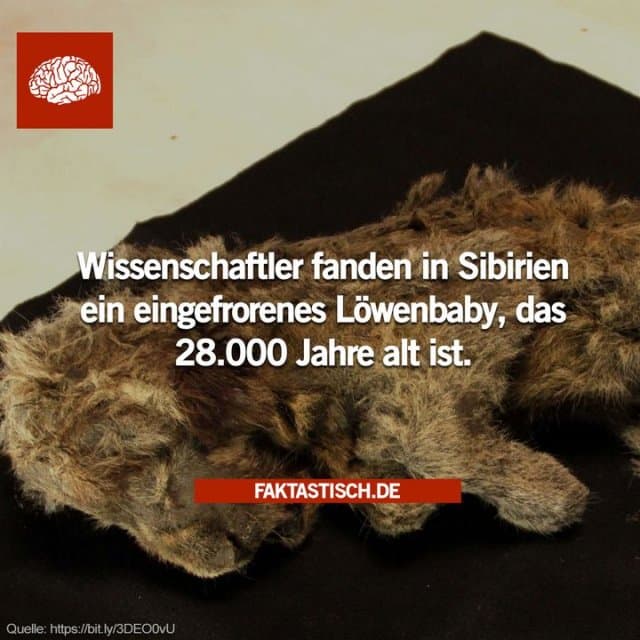 Der nächste Schritt wird die Sequenzierung der DNA des Löwenbabys sein, die Aufschluss über die Evolutionsgeschichte des Löwen, die Größe der Population und seine einzigartigen genetischen Merkmale geben könnte 🦁 - Inspiration, Zitate & Sprüche | MadeMyDay | Jetzt entdecken & teilen Der nächste Schritt wird die Sequenzierung der DNA des Löwenbabys sein, die Aufschluss über die Evolutionsgeschichte des Löwen, die Größe der Population und seine einzigartigen genetischen Merkmale geben könnte 🦁 - Inspirierendes Zitat mit Bild