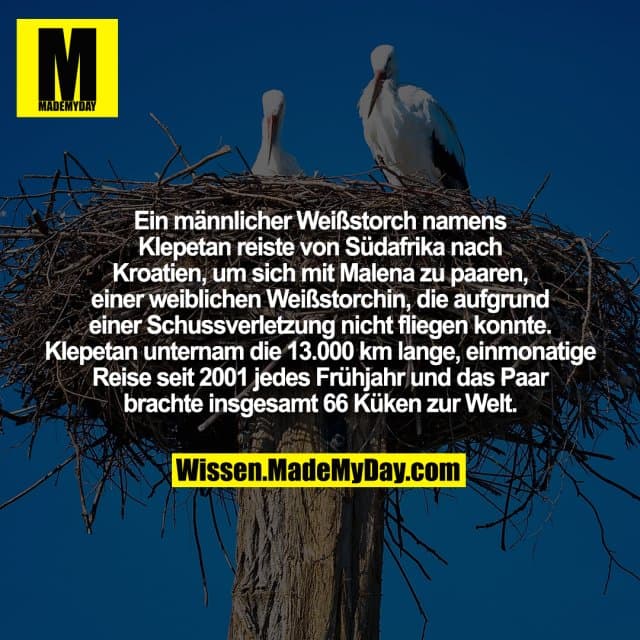 Ein männlicher Weißstorch namens Klepetan reiste von Südafrika nach Kroatien, um sich mit Malena zu paaren, einer weiblichen Weißstorchin, die aufgrund einer Schussverletzung nicht fliegen konnte. Klepetan unternam die 13.000 km lange, einmonatige Reise seit 2001 jedes Frühjahr und das Paar brachte insgesamt 66 Küken zur Welt. - Inspiration, Zitate & Sprüche | MadeMyDay | Jetzt entdecken & teilen Ein männlicher Weißstorch namens Klepetan reiste von Südafrika nach Kroatien, um sich mit Malena zu paaren, einer weiblichen Weißstorchin, die aufgrund einer Schussverletzung nicht fliegen konnte. Klepetan unternam die 13.000 km lange, einmonatige Reise seit 2001 jedes Frühjahr und das Paar brachte insgesamt 66 Küken zur Welt. - Inspirierendes Zitat mit Bild