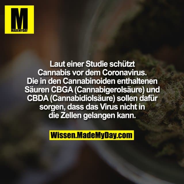 Laut einer Studie schützt Cannabis vor dem Coronavirus. Die in den Cannabinoiden enthaltenen Säuren CBGA (Cannabigerolsäure) und CBDA (Cannabidiolsäure) sollen dafür sorgen, dass das Virus nicht in die Zellen gelangen kann. - Inspiration, Zitate & Sprüche | MadeMyDay | Jetzt entdecken & teilen Laut einer Studie schützt Cannabis vor dem Coronavirus. Die in den Cannabinoiden enthaltenen Säuren CBGA (Cannabigerolsäure) und CBDA (Cannabidiolsäure) sollen dafür sorgen, dass das Virus nicht in die Zellen gelangen kann. - Inspirierendes Zitat mit Bild