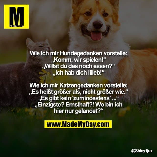 "Wie ich mir Hundegedanken vorstelle:
„Komm, wir spielen!“
„Willst du das noch essen?“
„Ich hab dich liiieb!“
Wie ich mir Katzengedanken vorstelle:
„Es heißt größer als, nicht größer wie.“
„Es gibt kein 'zumindestens' ...“
„Einzigste? Ernsthaft?! Wo bin ich
hier nur gelandet?“" - Inspiration, Zitate & Sprüche | MadeMyDay | Jetzt entdecken & teilen "Wie ich mir Hundegedanken vorstelle:
„Komm, wir spielen!“
„Willst du das noch essen?“
„Ich hab dich liiieb!“
Wie ich mir Katzengedanken vorstelle:
„Es heißt größer als, nicht größer wie.“
„Es gibt kein 'zumindestens' ...“
„Einzigste? Ernsthaft?! Wo bin ich
hier nur gelandet?“" - Inspirierendes Zitat mit Bild