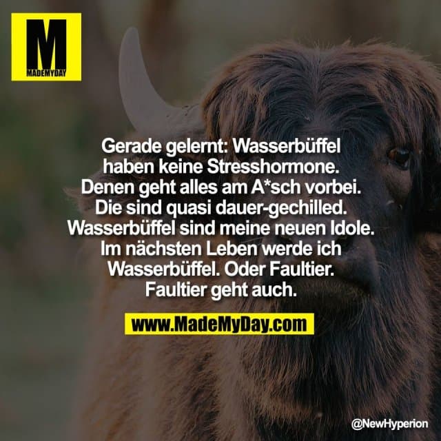 Gerade gelernt: Wasserbüffel
haben keine Stresshormone.
Denen geht alles am A*sch vorbei.
Die sind quasi dauer-gechilled.
Wasserbüffel sind meine neuen Idole.
Im nächsten Leben werde ich
Wasserbüffel. Oder Faultier.
Faultier geht auch. - Inspiration, Zitate & Sprüche | MadeMyDay | Jetzt entdecken & teilen Gerade gelernt: Wasserbüffel
haben keine Stresshormone.
Denen geht alles am A*sch vorbei.
Die sind quasi dauer-gechilled.
Wasserbüffel sind meine neuen Idole.
Im nächsten Leben werde ich
Wasserbüffel. Oder Faultier.
Faultier geht auch. - Inspirierendes Zitat mit Bild