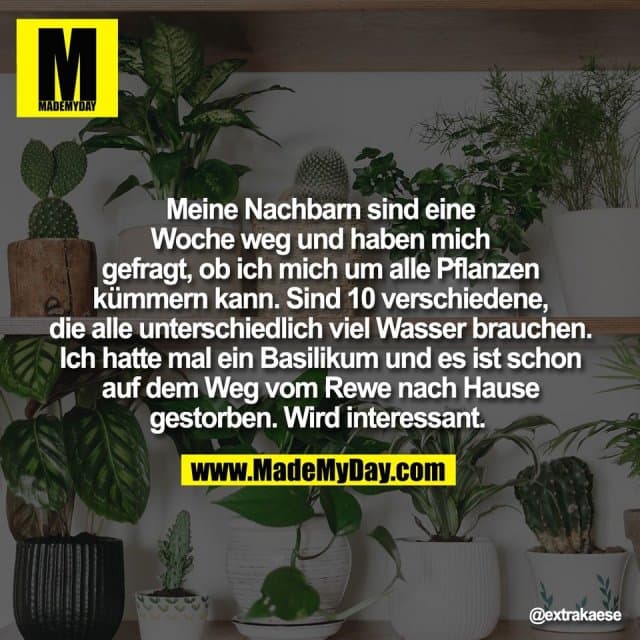 Meine Nachbarn sind eine
Woche weg und haben mich
gefragt, ob ich mich um alle Pflanzen
kümmern kann. Sind 10 verschiedene,
die alle unterschiedlich viel Wasser brauchen.
Ich hatte mal ein Basilikum und es ist schon
auf dem Weg vom Rewe nach Hause
gestorben. Wird interessant. - Inspiration, Zitate & Sprüche | MadeMyDay | Jetzt entdecken & teilen Meine Nachbarn sind eine
Woche weg und haben mich
gefragt, ob ich mich um alle Pflanzen
kümmern kann. Sind 10 verschiedene,
die alle unterschiedlich viel Wasser brauchen.
Ich hatte mal ein Basilikum und es ist schon
auf dem Weg vom Rewe nach Hause
gestorben. Wird interessant. - Inspirierendes Zitat mit Bild