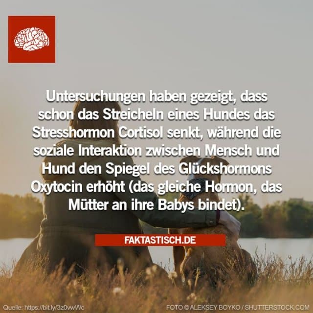 Erstaunliche 84 Prozent der Patienten mit posttraumatischer Belastungsstörung, die einen Diensthund zur Seite gestellt bekamen, berichteten von einer deutlichen Verringerung ihrer Symptome, und 40 Prozent konnten ihre Medikamente reduzieren, wie eine durchgeführte Umfrage ergab 👏 - Inspiration, Zitate & Sprüche | MadeMyDay | Jetzt entdecken & teilen Erstaunliche 84 Prozent der Patienten mit posttraumatischer Belastungsstörung, die einen Diensthund zur Seite gestellt bekamen, berichteten von einer deutlichen Verringerung ihrer Symptome, und 40 Prozent konnten ihre Medikamente reduzieren, wie eine durchgeführte Umfrage ergab 👏 - Inspirierendes Zitat mit Bild