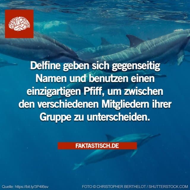 Diese Entdeckung wurde in den 1960er Jahren von Melba und David Caldwell gemacht, die auch herausfanden, dass Delfine nicht mit einem charakteristischen Pfeifen geboren werden, sondern es im Laufe ihres ersten Lebensjahres entwickeln 🐬 - Inspiration, Zitate & Sprüche | MadeMyDay | Jetzt entdecken & teilen Diese Entdeckung wurde in den 1960er Jahren von Melba und David Caldwell gemacht, die auch herausfanden, dass Delfine nicht mit einem charakteristischen Pfeifen geboren werden, sondern es im Laufe ihres ersten Lebensjahres entwickeln 🐬 - Inspirierendes Zitat mit Bild