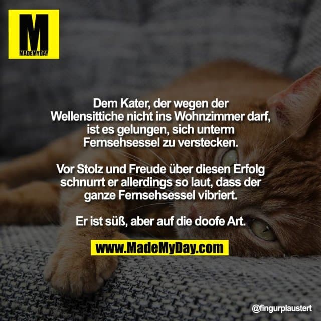 Dem Kater, der wegen der
Wellensittiche nicht ins Wohnzimmer darf,
ist es gelungen, sich unterm
Fernsehsessel zu verstecken.
Vor Stolz und Freude über diesen Erfolg
schnurrt er allerdings so laut, dass der
ganze Fernsehsessel vibriert.
Er ist süß, aber auf die doofe Art. - Inspiration, Zitate & Sprüche | MadeMyDay | Jetzt entdecken & teilen Dem Kater, der wegen der
Wellensittiche nicht ins Wohnzimmer darf,
ist es gelungen, sich unterm
Fernsehsessel zu verstecken.
Vor Stolz und Freude über diesen Erfolg
schnurrt er allerdings so laut, dass der
ganze Fernsehsessel vibriert.
Er ist süß, aber auf die doofe Art. - Inspirierendes Zitat mit Bild