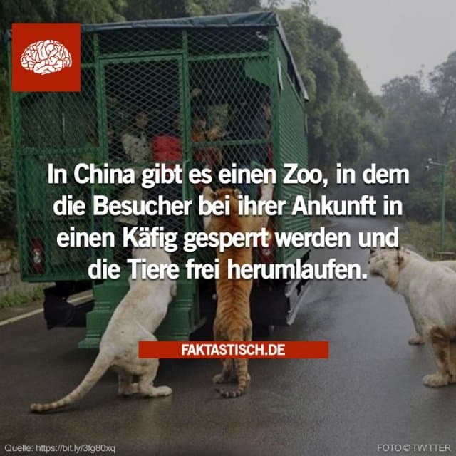 Der Lehe Ledu Wildlife Zoo in der chinesischen Stadt Chongqing gibt den Menschen die Möglichkeit zu erleben, wie es sich anfühlt, Raubtieren von Angesicht zu Angesicht gegenüberzustehen, anstatt sie nur in Käfigen aus sicherer Entfernung zu betrachten 🤔 - Inspiration, Zitate & Sprüche | MadeMyDay | Jetzt entdecken & teilen Der Lehe Ledu Wildlife Zoo in der chinesischen Stadt Chongqing gibt den Menschen die Möglichkeit zu erleben, wie es sich anfühlt, Raubtieren von Angesicht zu Angesicht gegenüberzustehen, anstatt sie nur in Käfigen aus sicherer Entfernung zu betrachten 🤔 - Inspirierendes Zitat mit Bild