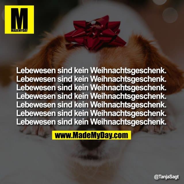 Lebewesen sind kein Weihnachtsgeschenk.
Lebewesen sind kein Weihnachtsgeschenk.
Lebewesen sind kein Weihnachtsgeschenk.
Lebewesen sind kein Weihnachtsgeschenk.
Lebewesen sind kein Weihnachtsgeschenk.
Lebewesen sind kein Weihnachtsgeschenk.
Lebewesen sind kein Weihnachtsgeschenk. - Inspiration, Zitate & Sprüche | MadeMyDay | Jetzt entdecken & teilen Lebewesen sind kein Weihnachtsgeschenk.
Lebewesen sind kein Weihnachtsgeschenk.
Lebewesen sind kein Weihnachtsgeschenk.
Lebewesen sind kein Weihnachtsgeschenk.
Lebewesen sind kein Weihnachtsgeschenk.
Lebewesen sind kein Weihnachtsgeschenk.
Lebewesen sind kein Weihnachtsgeschenk. - Inspirierendes Zitat mit Bild