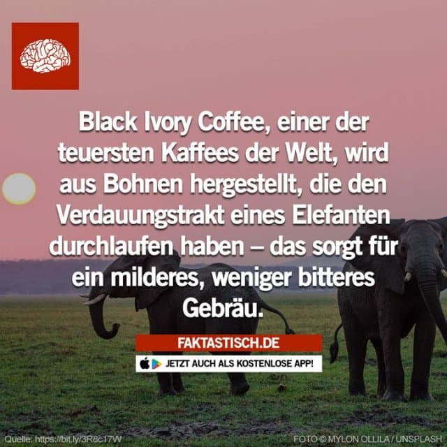 Die Fermentierung, die in ihrem Darm stattfindet, wenn sie Zellulose abbauen, trägt dazu bei, die Bitterkeit der Kaffeebohnen zu reduzieren ☕ 📲 Mehr Fakten gibt es in unserer kostenlosen App (Download im App Store oder Play Store) - Inspiration, Zitate & Sprüche | MadeMyDay | Jetzt entdecken & teilen Die Fermentierung, die in ihrem Darm stattfindet, wenn sie Zellulose abbauen, trägt dazu bei, die Bitterkeit der Kaffeebohnen zu reduzieren ☕ 📲 Mehr Fakten gibt es in unserer kostenlosen App (Download im App Store oder Play Store) - Inspirierendes Zitat mit Bild