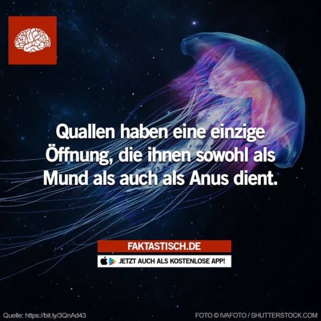 Die einfache Verdauungshöhle einer Qualle dient sowohl als Magen als auch als Darm, mit einer Öffnung für den Mund und den Anus 🐙 📲 Mehr Fakten gibt es in unserer kostenlosen App (Download im App Store oder Play Store) - Inspiration, Zitate & Sprüche | MadeMyDay | Jetzt entdecken & teilen Die einfache Verdauungshöhle einer Qualle dient sowohl als Magen als auch als Darm, mit einer Öffnung für den Mund und den Anus 🐙 📲 Mehr Fakten gibt es in unserer kostenlosen App (Download im App Store oder Play Store) - Inspirierendes Zitat mit Bild