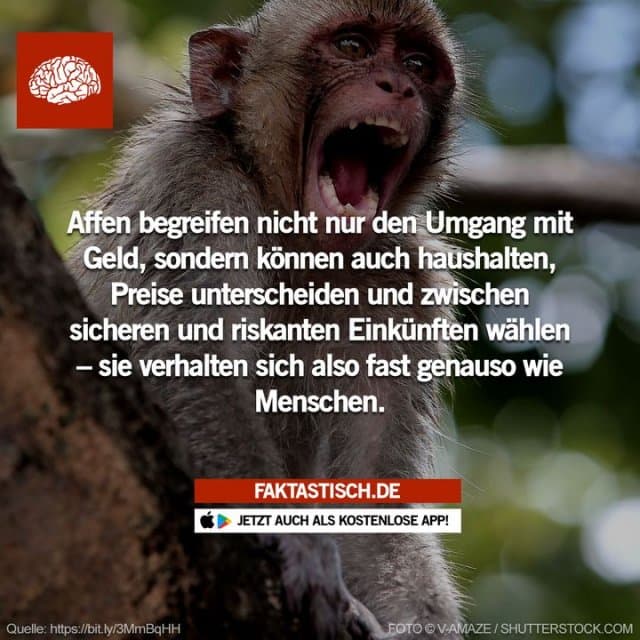 In den Studien wurde den Affen ein Budget in Form von Scheiben zur Verfügung gestellt, und sie sollten entscheiden, wie viel sie für Äpfel und wie viel für Gelatinewürfel ausgeben wollten, auch wenn die Preise dieser Waren und die Größe ihres Budgets schwankten 🤔 📲 Mehr Fakten gibt es in unserer kostenlosen App (Download im App Store oder Play Store) - Inspiration, Zitate & Sprüche | MadeMyDay | Jetzt entdecken & teilen In den Studien wurde den Affen ein Budget in Form von Scheiben zur Verfügung gestellt, und sie sollten entscheiden, wie viel sie für Äpfel und wie viel für Gelatinewürfel ausgeben wollten, auch wenn die Preise dieser Waren und die Größe ihres Budgets schwankten 🤔 📲 Mehr Fakten gibt es in unserer kostenlosen App (Download im App Store oder Play Store) - Inspirierendes Zitat mit Bild