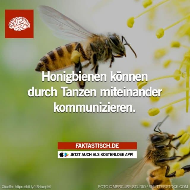 Durch verschiedene Bewegungsabläufe teilen die Insekten ihren Artgenossen mit, in welcher Entfernung und Richtung die Nahrung liegt 🐝 📲 Mehr Fakten gibt es in unserer kostenlosen App (Download im App Store oder Play Store) - Inspiration, Zitate & Sprüche | MadeMyDay | Jetzt entdecken & teilen Durch verschiedene Bewegungsabläufe teilen die Insekten ihren Artgenossen mit, in welcher Entfernung und Richtung die Nahrung liegt 🐝 📲 Mehr Fakten gibt es in unserer kostenlosen App (Download im App Store oder Play Store) - Inspirierendes Zitat mit Bild