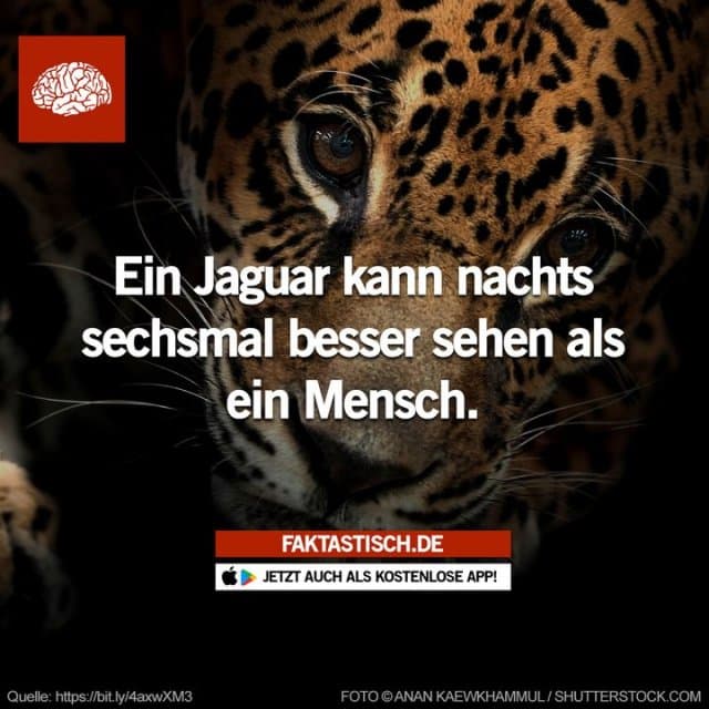 Jaguare können nachts sechsmal besser sehen als Menschen, weil eine Gewebeschicht auf der Rückseite ihrer Augen das Licht reflektiert 👁️ 📲 Mehr Fakten gibt es in unserer kostenlosen App (Download im App Store oder Play Store) - Inspiration, Zitate & Sprüche | MadeMyDay | Jetzt entdecken & teilen Jaguare können nachts sechsmal besser sehen als Menschen, weil eine Gewebeschicht auf der Rückseite ihrer Augen das Licht reflektiert 👁️ 📲 Mehr Fakten gibt es in unserer kostenlosen App (Download im App Store oder Play Store) - Inspirierendes Zitat mit Bild
