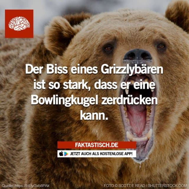 Grizzlybären haben einen Biss, der stark genug ist, um eine Bowlingkugel zu zerquetschen – oder einen menschlichen Schädel 😱 📲 Mehr Fakten gibt es in unserer kostenlosen App (Download im App Store oder Play Store) Folge Faktastisch für noch mehr Fakten! - Inspiration, Zitate & Sprüche | MadeMyDay | Jetzt entdecken & teilen Grizzlybären haben einen Biss, der stark genug ist, um eine Bowlingkugel zu zerquetschen – oder einen menschlichen Schädel 😱 📲 Mehr Fakten gibt es in unserer kostenlosen App (Download im App Store oder Play Store) Folge Faktastisch für noch mehr Fakten! - Inspirierendes Zitat mit Bild