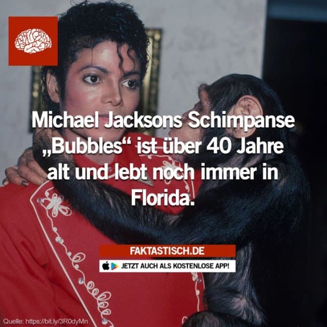 Bubbles (geboren 1983) ist ein Schimpanse, der einst von dem amerikanischen Sänger Michael Jackson als Haustier gehalten wurde 🐵 📲 Mehr Fakten gibt es in unserer kostenlosen App (Download im App Store oder Play Store) - Inspiration, Zitate & Sprüche | MadeMyDay | Jetzt entdecken & teilen Bubbles (geboren 1983) ist ein Schimpanse, der einst von dem amerikanischen Sänger Michael Jackson als Haustier gehalten wurde 🐵 📲 Mehr Fakten gibt es in unserer kostenlosen App (Download im App Store oder Play Store) - Inspirierendes Zitat mit Bild